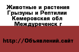 Животные и растения Грызуны и Рептилии. Кемеровская обл.,Междуреченск г.